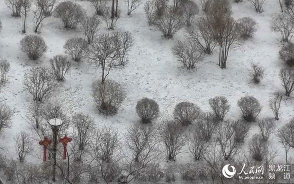 冰城四月迎春雪 最低气温跌至零下