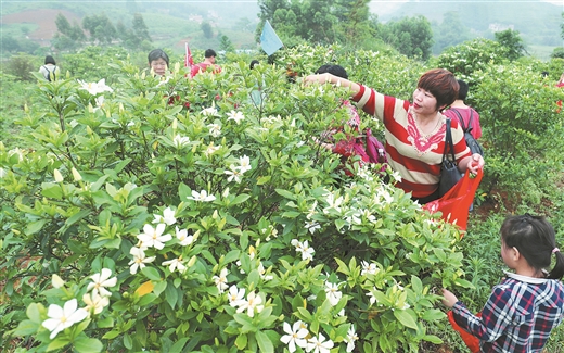 栀子花开 香醉游人