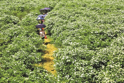 栀子花开 香醉游人