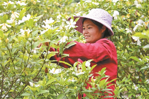 栀子花开 香醉游人