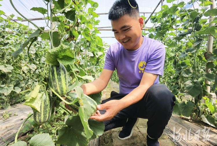 河北河间：订单农业助农增收