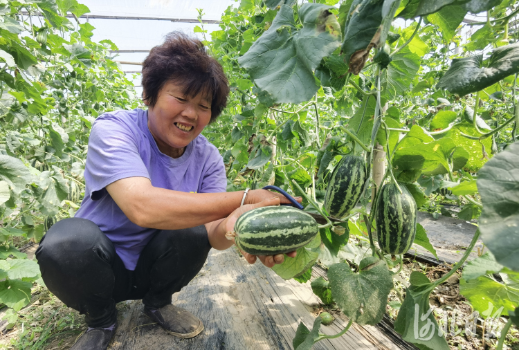 河北河间：订单农业助农增收