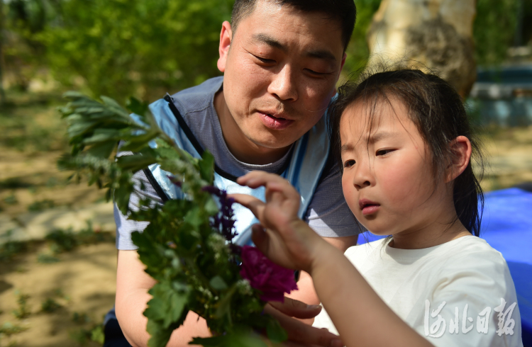 河北沧州：乡村研学了解传统药文化