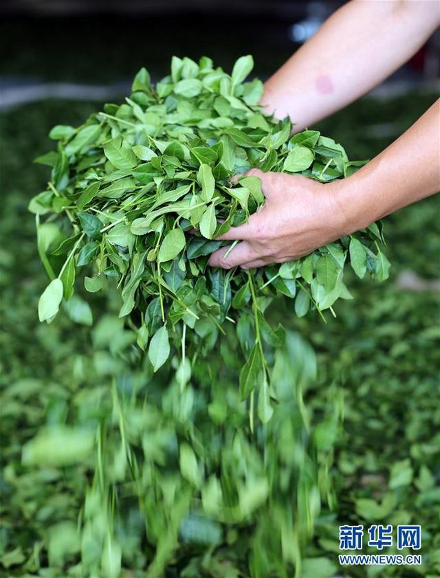 寒露时节 安溪铁观音秋茶飘香