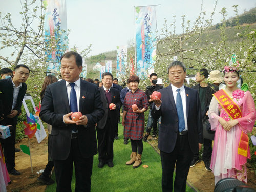 OK【河南供稿】河南灵宝：2020年第三届中国苹果花节开幕