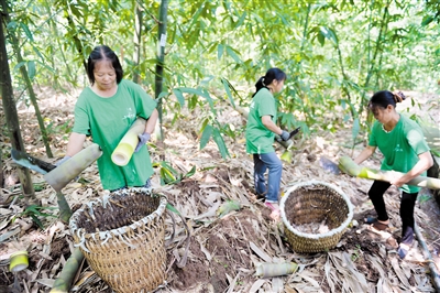 【区县联动】【涪陵】重庆涪陵“竹林刀客” 靠麻竹笋脱贫致富【区县联动 二级界面】涪陵“竹林刀客” 靠麻竹笋奔小康