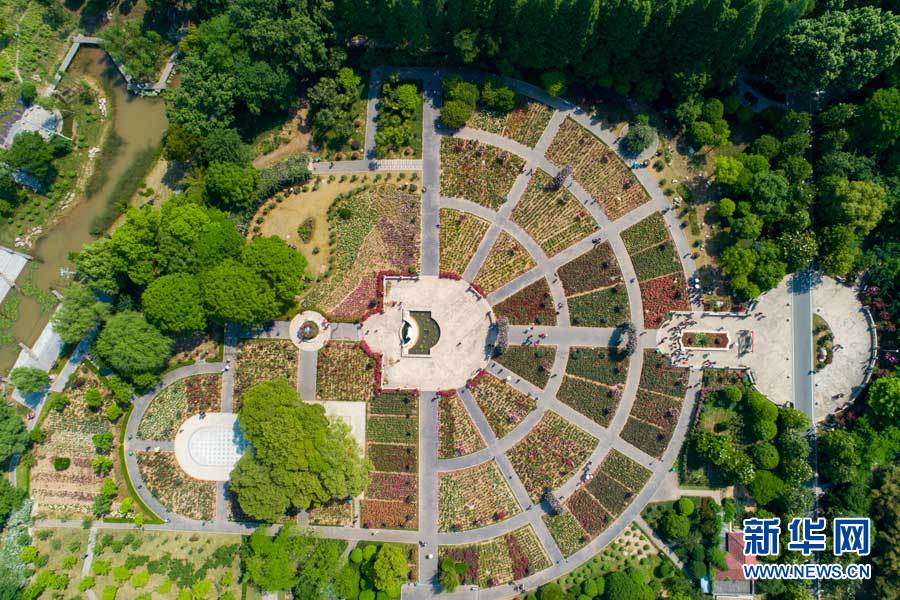 鸟瞰武汉青山和平公园月季花园 花海似巨型调色盘