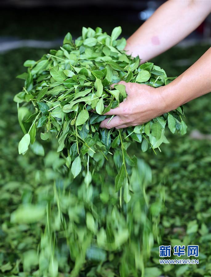 寒露时节 安溪铁观音秋茶飘香