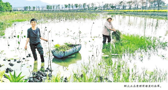 （社会）十里荷堤步步生香　群众收入节节攀升