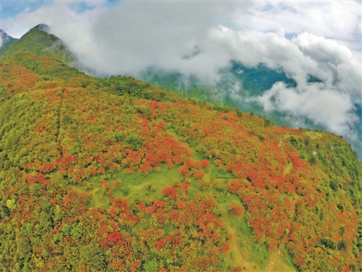 广西：元宝山上杜鹃红