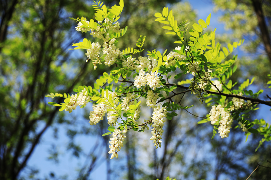 陕西富县：点点槐花屡屡飘香