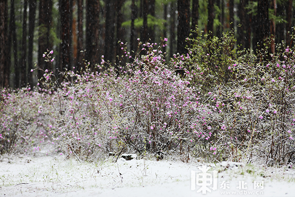 黑龙江漠河五月迎飞雪