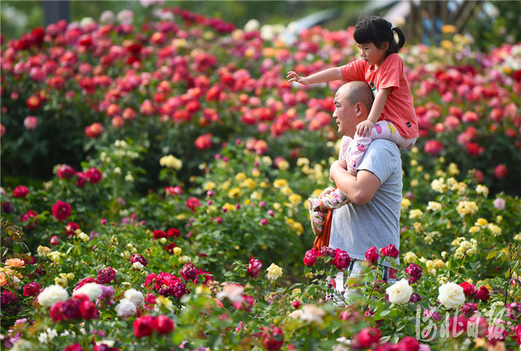 河北廊坊：漫步月季花园 畅享幸福生活