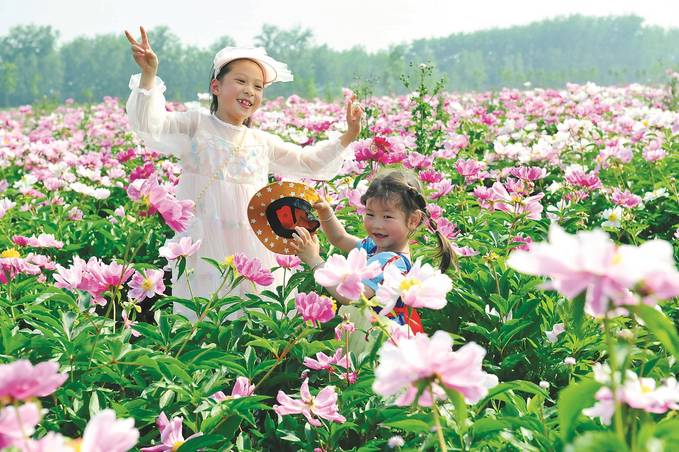 芍药花开惹人醉