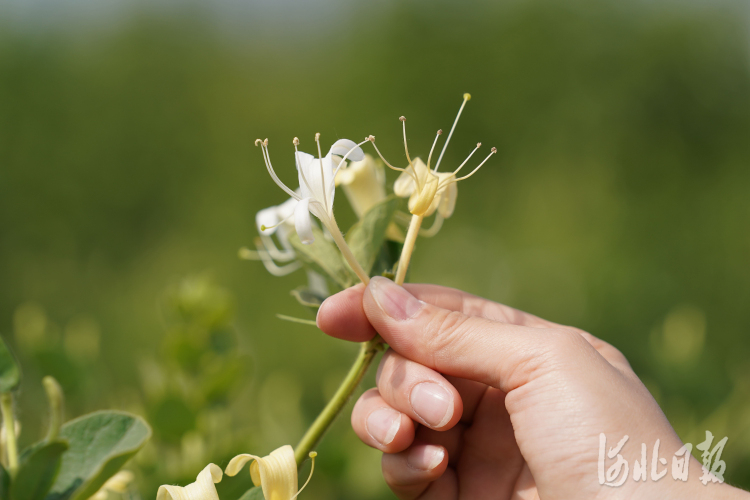 河北巨鹿：金银花 富农家