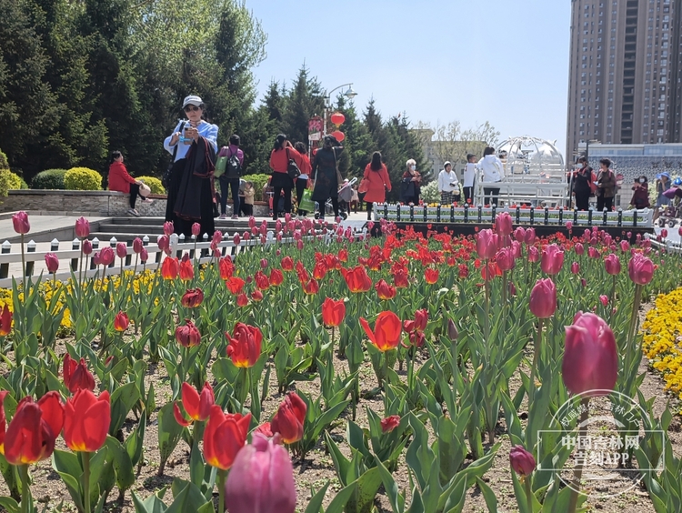 长春公园郁金香花开满园