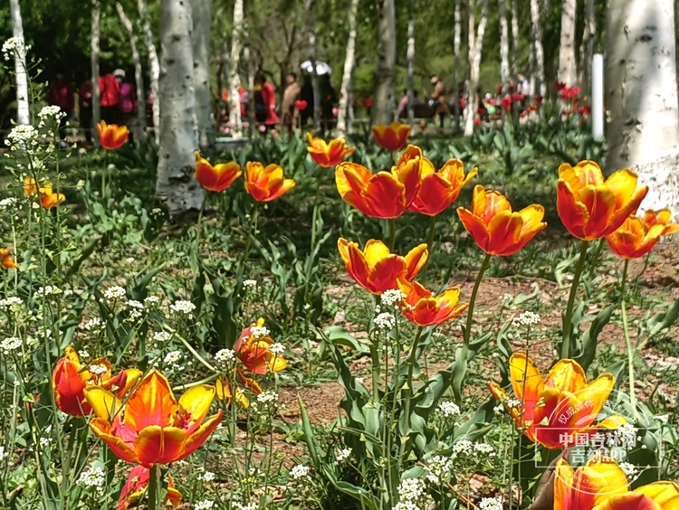 长春公园郁金香花开满园