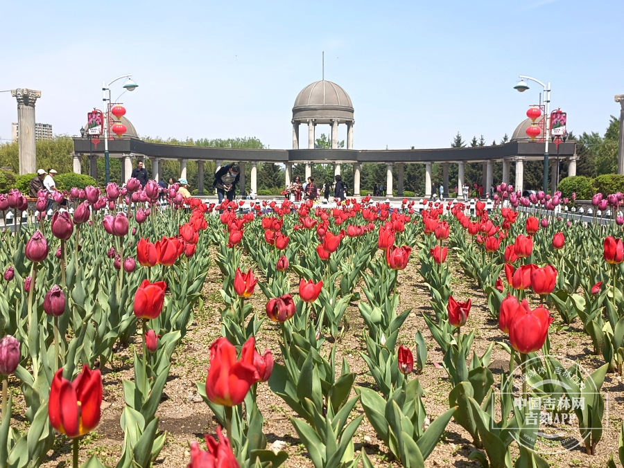 长春公园郁金香花开满园