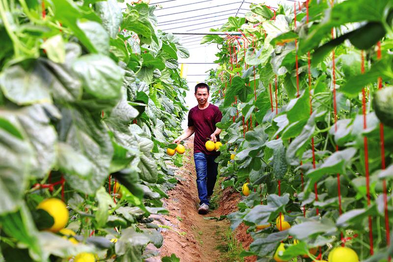 南宁市邕宁区：甜瓜种植尝甜头 “甜蜜事业”有奔头