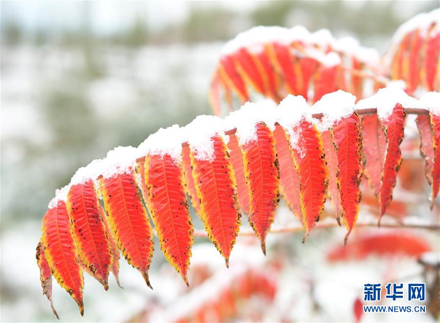 内蒙古甘肃等地出现降雪