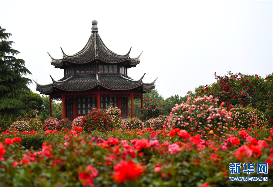 月季花开 飘香南阳