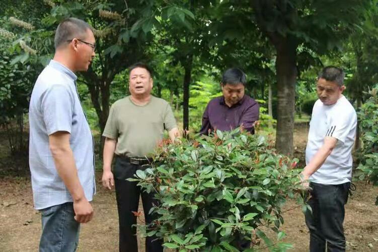 南阳市南召县山头村：党建引领乡村振兴跑出“加速度”