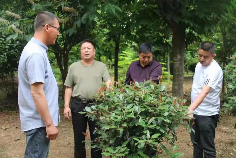 南阳市南召县山头村：党建引领乡村振兴跑出“加速度”