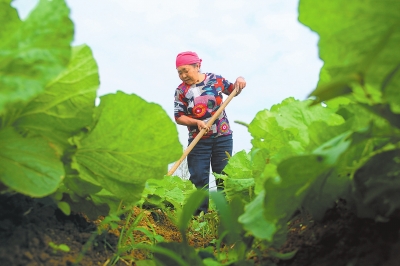 【豫见国际列表】河南秋作物收获近九成 占总播种面积的86.8%