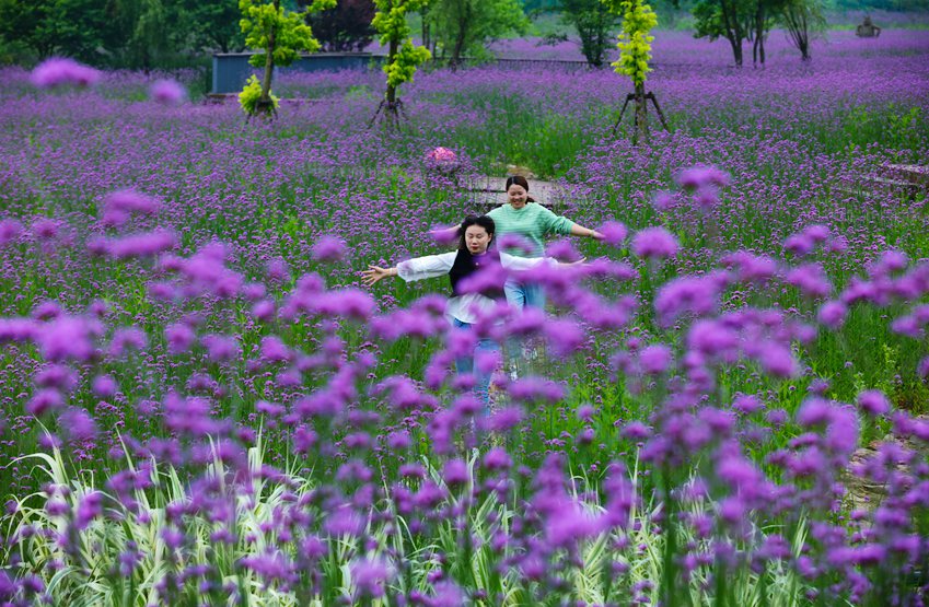 信阳光山：马鞭草花盛开引客来