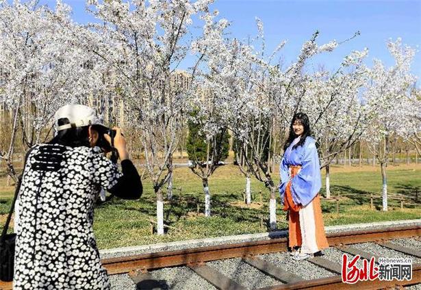 河北大厂：千亩樱花醉游人