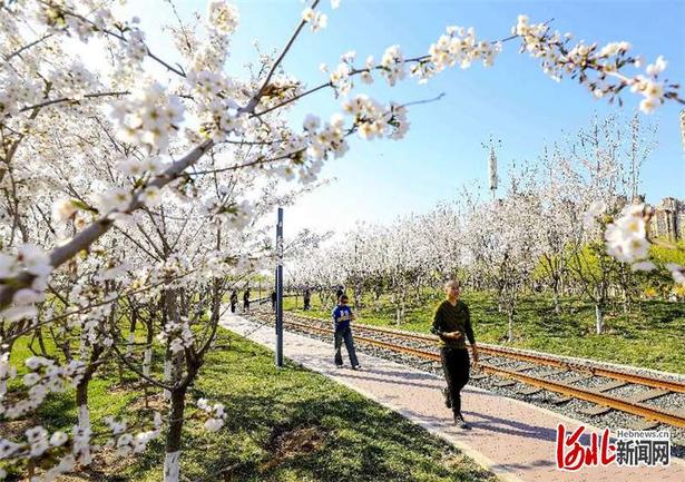 河北大厂：千亩樱花醉游人