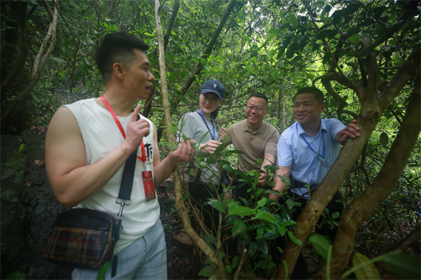 茶企经销商代表考察湖北巴东野茶基地_fororder_图片1