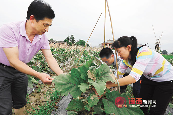 【焦点图】【龙岩】【移动版】【Chinanews带图】福建连城县涉农部门工作人员指导农民抢收、补种