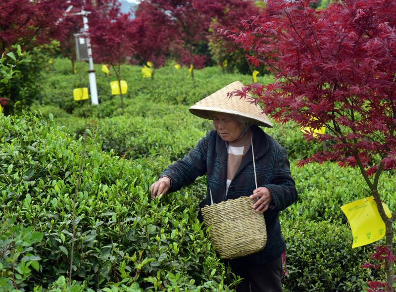 贵州清镇：红枫山韵茶飘香