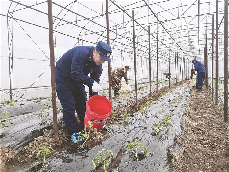 高标准果蔬从“土”上下功夫