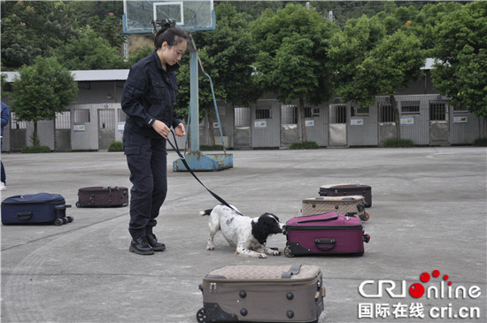 已过审【CRI专稿 图文】重庆女警犬训导员龙丽：因为热爱 所以坚持