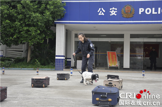 已过审【CRI专稿 图文】重庆女警犬训导员龙丽：因为热爱 所以坚持