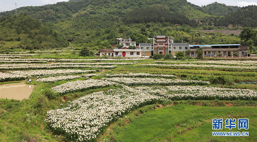 湖北通山：百合花开迎客来