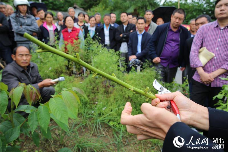 湖北秭归：技术培训会开到果园里为果农解技术难题