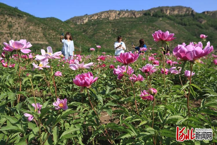 河北迁西：调整种植结构助农增收