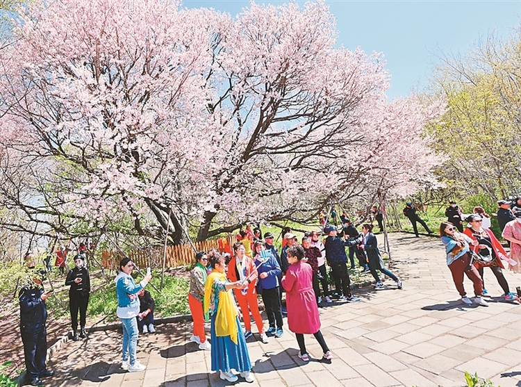 密山“杏花节”助力旅游产业