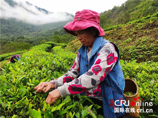 【100年 70载 林芝跨越】西藏墨脱背崩村用小茶叶托起致富梦_fororder_08