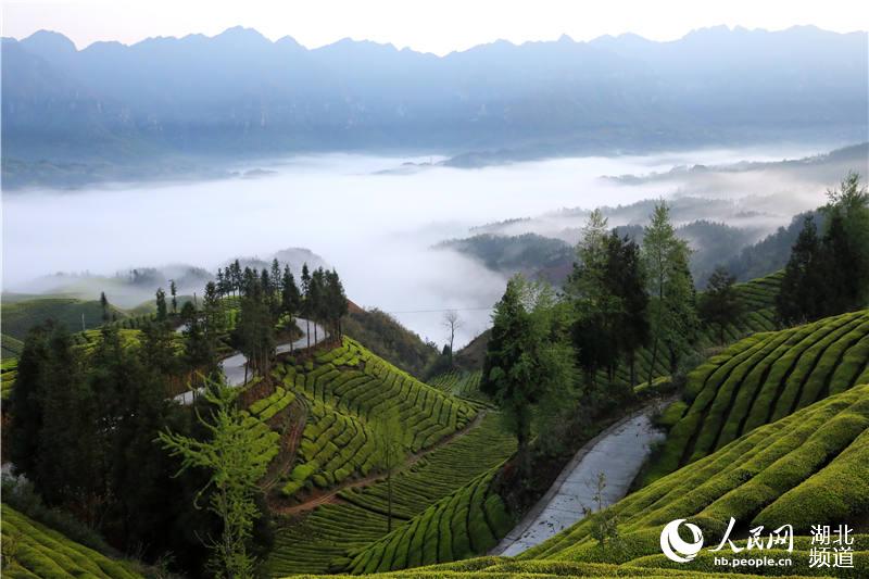 湖北鹤峰：万亩生态茶园美景如画