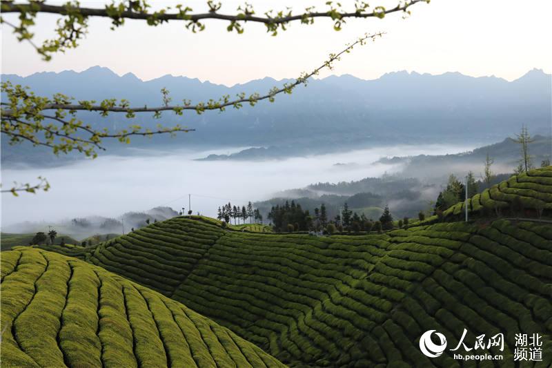 湖北鹤峰：万亩生态茶园美景如画