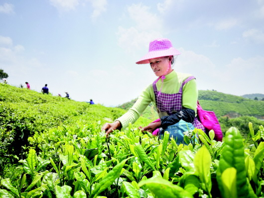 （副头条）昔日人人砍树山穷水尽 今朝户户种茶景美民富