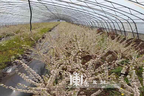 鹤岗今年种植33.8万株抗寒大樱桃 探索特色增收路