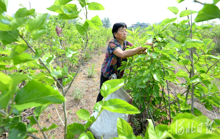 河北临城：种桑养蚕助农致富