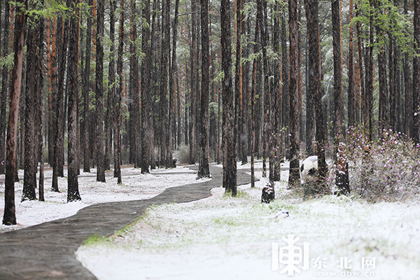 黑龙江漠河五月迎飞雪