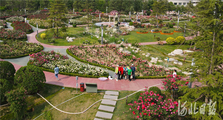 河北廊坊：漫步月季花园 畅享幸福生活