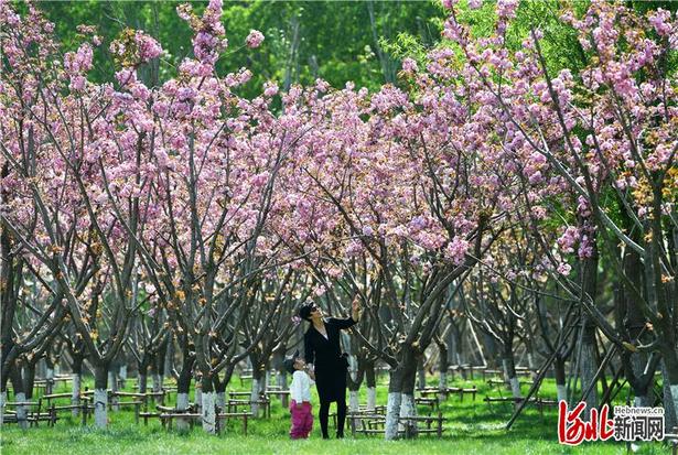 【云上赏春】河北：赏春花海间